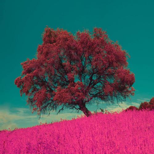 a high contrast image of a tree with magenta leaves above magenta grass against a teal sky