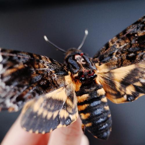 An image of a dead death's head moth with a pin in it
